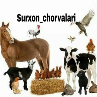 SURXON_CHORVALARI☎️📣📣📣