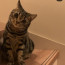 Dina's Territory 🪐