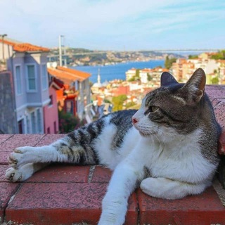 Yo'ldagi fikrlar