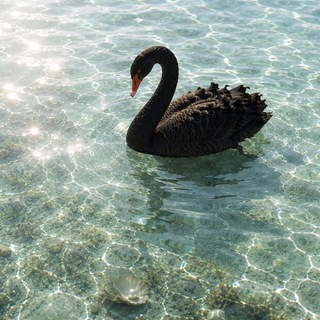 black swan.